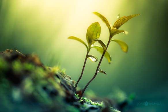 reaching_the_light_by_nitrok-d8ubd13